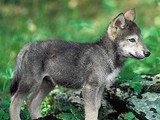 Wolf-pup-defenders20150215-14957-1sv4wuu