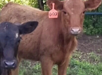 Cow