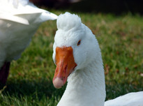 Roman tufted goose20170621 5435 1brd6ej