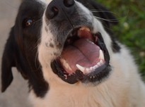 Barney20170803 15360 10ag5y4