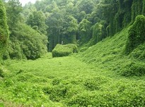 Kudzu1 %281%2920170815 16536 7e3nex