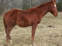 Lionhearted peppy right side january 21 201820180211 10731 e1vy4m