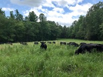 2017 grazing the natives20180320 24252 amp59b