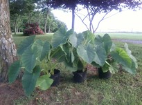 Elephant ear plants20180531 6559 fopryq