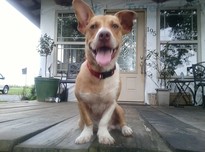 Shorty20180603 2232 1uwamxg