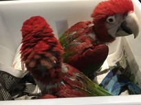 Macaw120180802 19891 mwj9z6