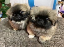 Pekingese1