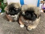Pekingese1
